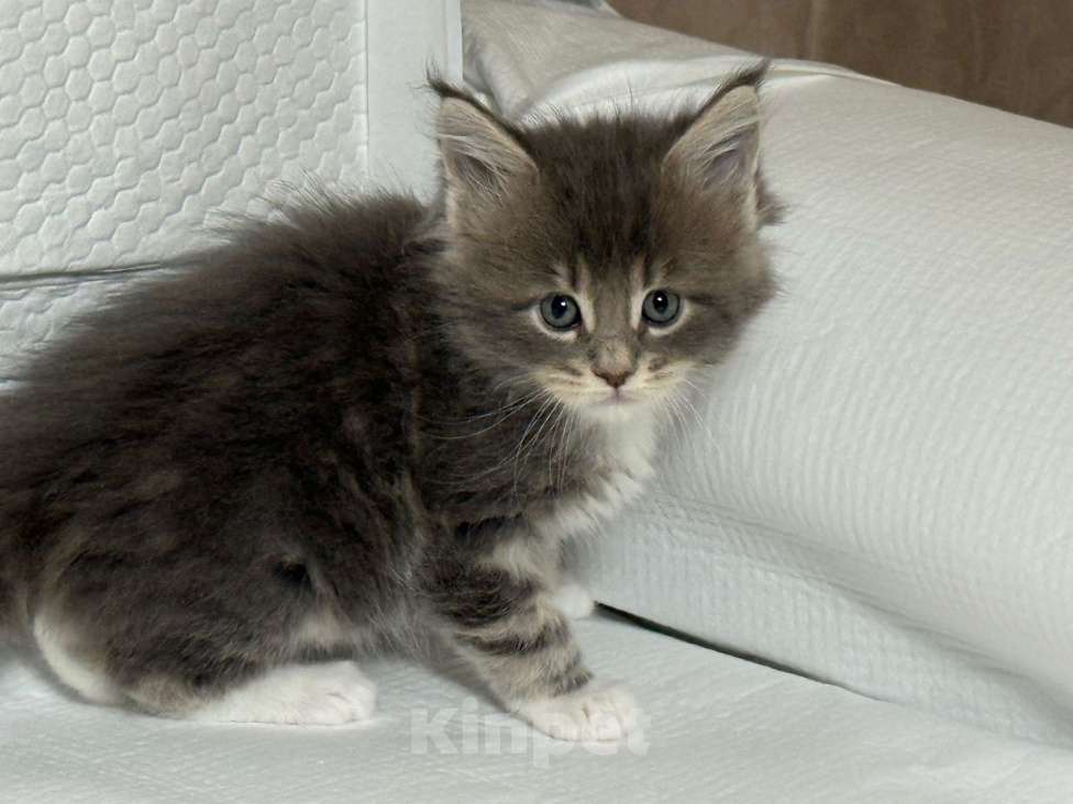 Кошки в Новосибирске: Кошечка редкого окраса Девочка, 50 000 руб. - фото 1