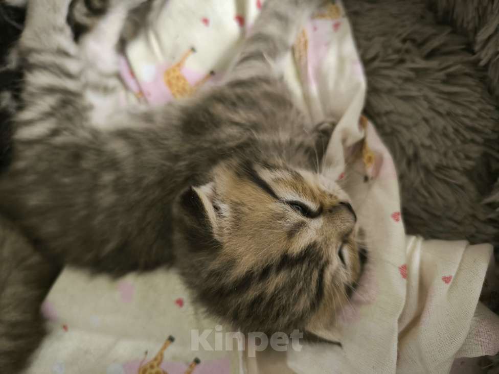 Кошки в Батайске: Котенок шотландский Мальчик, 3 000 руб. - фото 1