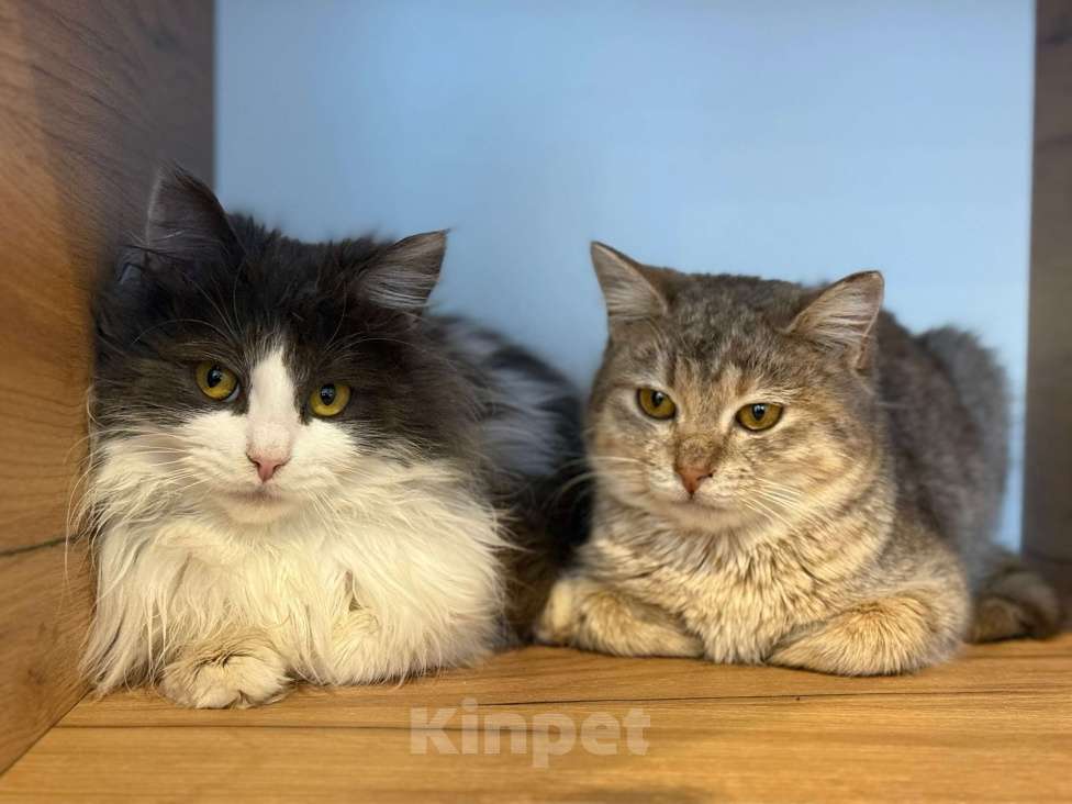 Кошки в Липецке: Котята Мальчик, Бесплатно - фото 1