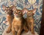 Кошки в Москве: Абиссинский котенок Девочка, 45 000 руб. - фото 2