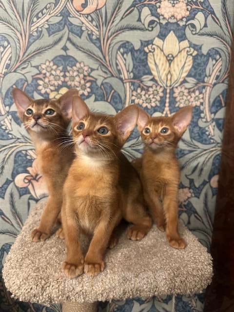 Кошки в Москве: Абиссинский котенок Девочка, 45 000 руб. - фото 2