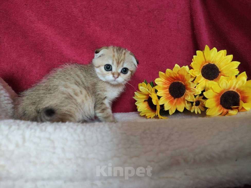 Кошки в Казани: Шотландская вислоухая золотая кошечка Ивори Девочка, 30 000 руб. - фото 3