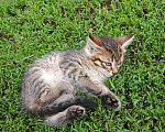 Кошки в Уфе: 5 котёнок Девочка, Бесплатно - фото 3