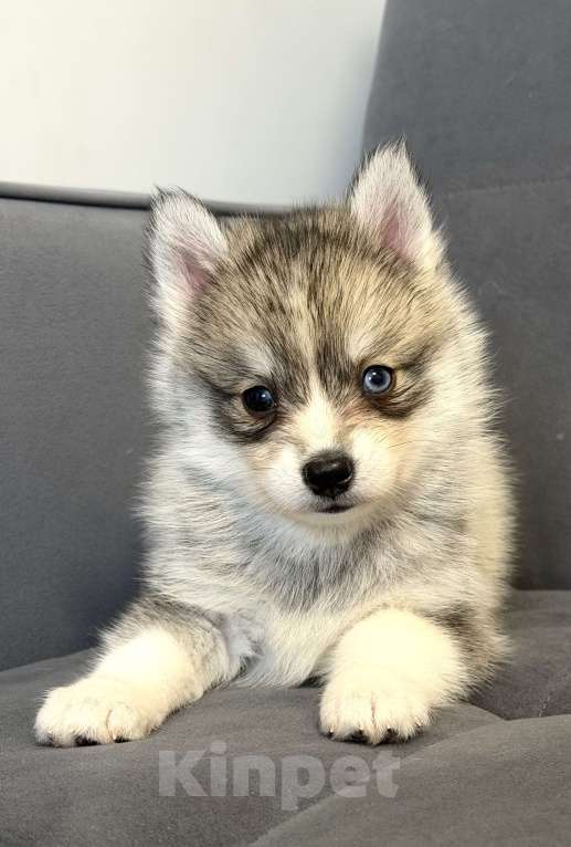 Собаки в Санкт-Петербурге: Мальчик помски Мальчик, 60 000 руб. - фото 1