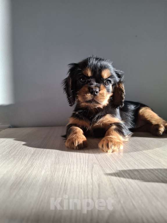 Собаки в Феодосии: Шикарная девочка ККЧС Девочка, 100 000 руб. - фото 2