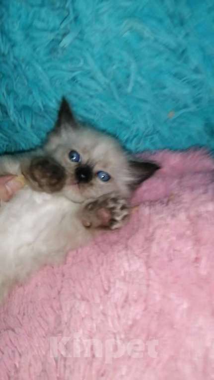 Кошки в Москве: Шотландские котята хайленд Мальчик, 10 000 руб. - фото 6