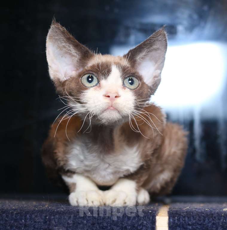 Кошки в Санкт-Петербурге: Девон Рекс котенок мальчик Мальчик, 50 000 руб. - фото 3