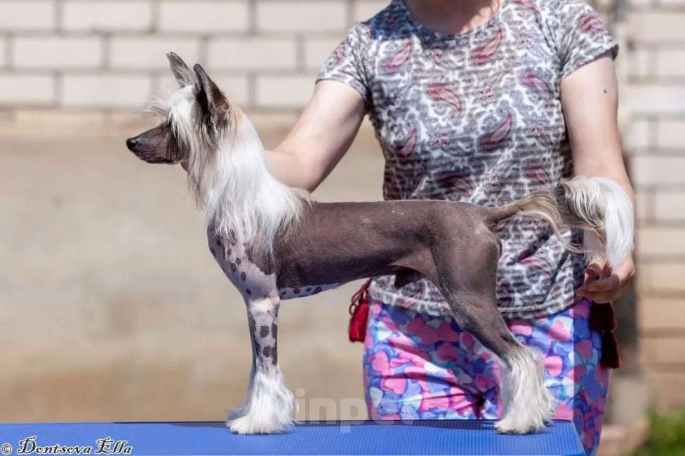 Собаки в других городах Московской области: Подрощеный голый кобель Логан Мальчик, Бесплатно - фото 3