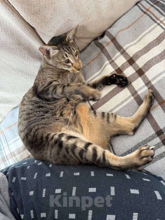 Кошки в Москве: Ориентальная кошка ищет новый дом Девочка, 1 руб. - фото 4