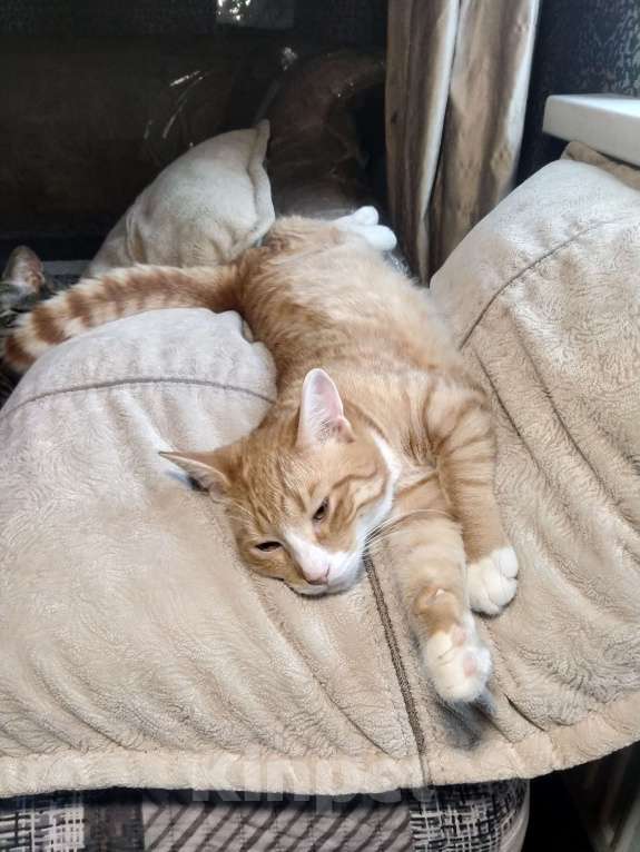 Кошки в Санкт-Петербурге: Котик Пряник в добрые руки Мальчик, Бесплатно - фото 5