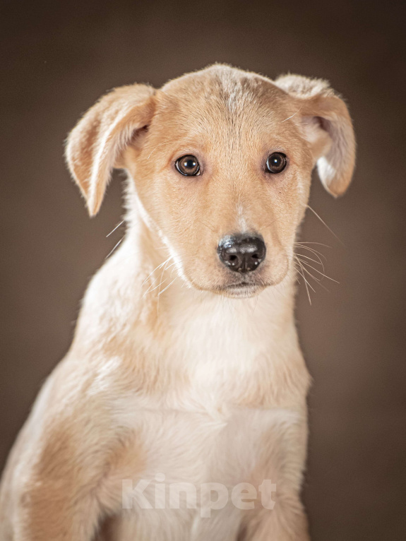 Собаки в Клине: Марли — верный и преданный друг, который готов вручить вам своё сердце и следовать за вами по пятам Мальчик, Бесплатно - фото 3