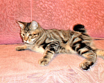 Кошки в Фрязино: Котята Курильский бобтейл кошечки Девочка, 12 000 руб. - фото 1