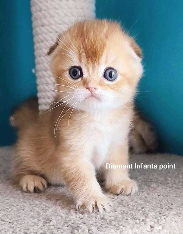 Кошки в Москве: Породистые золотые шотландцы Разнополые, 25 000 руб. - фото 2