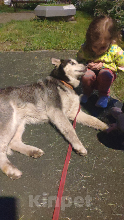 Собаки в Москве: Нашли хаски. Отрадное. Мальчик, 1 руб. - фото 4