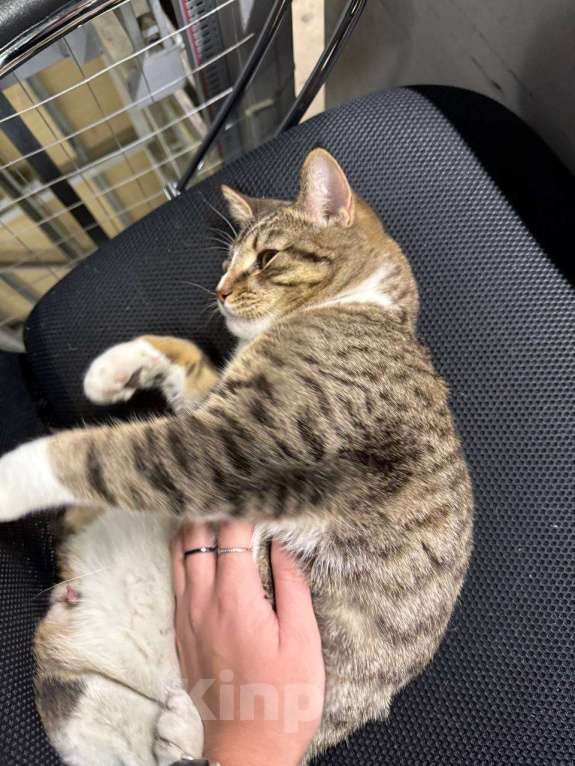 Кошки в других городах Московской области: Отдам в хорошие руки Мальчик, Бесплатно - фото 3