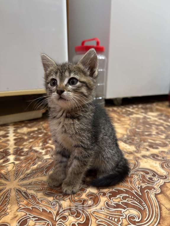 Кошки в Волгограде: Отдам котят в добрые руки Мальчик, Бесплатно - фото 1