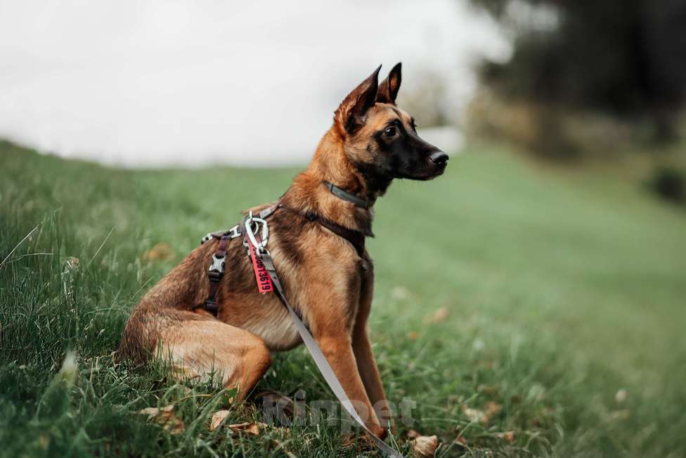 Собаки в Москве:  Ищет дом Пинки — девочка с сердцем солнца Девочка, Бесплатно - фото 6