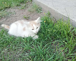 Кошки в Минусинске: Котята Мальчик, 1 руб. - фото 10