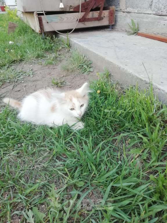 Кошки в Минусинске: Котята Мальчик, 1 руб. - фото 10