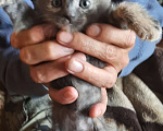 Кошки в Новороссийске: отдам в добрые руки Мальчик, Бесплатно - фото 3