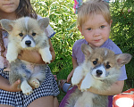 Собаки в Самаре: Щенки Вельш Корги Пемброк  Мальчик, 60 000 руб. - фото 4