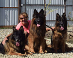 Собаки в Горячем Ключе: Немецкая овчарка, 25 000 руб. - фото 1