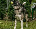 Собаки в Москве: Бывшедомашний мальчик Джек в приюте.  Мальчик, Бесплатно - фото 3