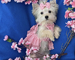 Собаки в Москве: Мини йорк золотая девочка нежная Девочка, 60 000 руб. - фото 3