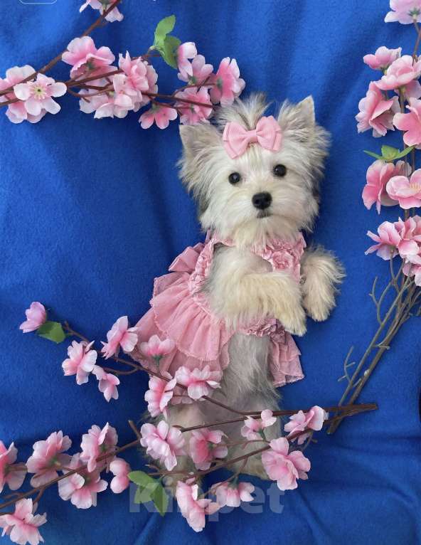 Собаки в Москве: Мини йорк золотая девочка нежная Девочка, 60 000 руб. - фото 3