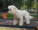 Собаки в Москве: Мальтипу, щенок Девочка, 60 000 руб. - фото 3