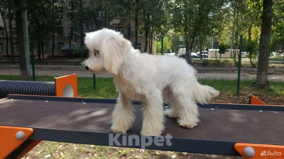 Собаки в Москве: Мальтипу, щенок Девочка, 60 000 руб. - фото 3
