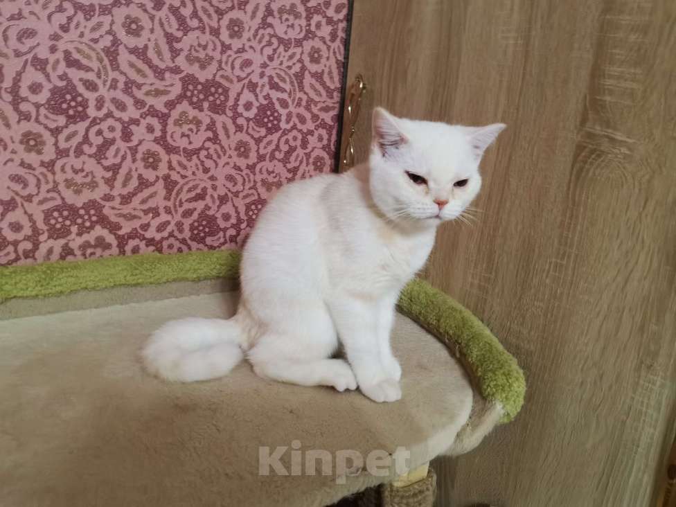 Кошки в Москве: Британские котята  Мальчик, 10 000 руб. - фото 2