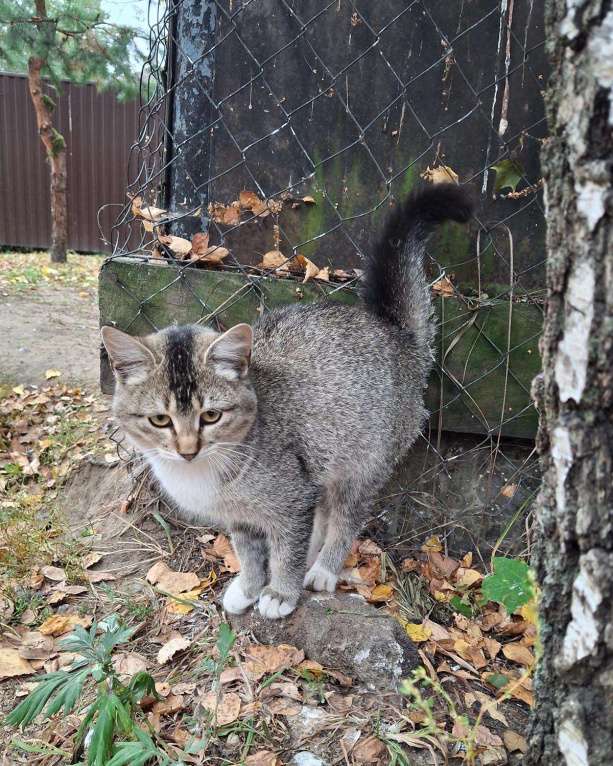 Кошки в Москве: Малышке нужен дом! Девочка, Бесплатно - фото 7