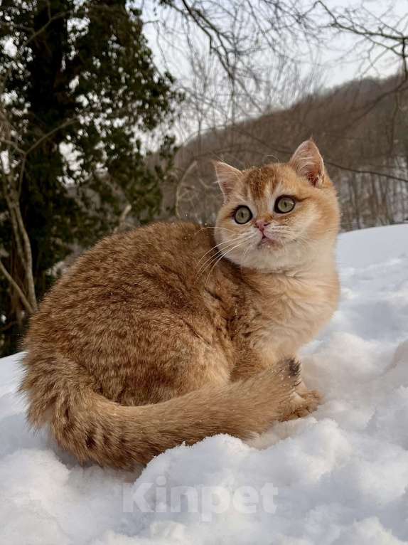 Кошки в Геленджике: Британская золотая шиншилла Мальчик, 45 000 руб. - фото 3