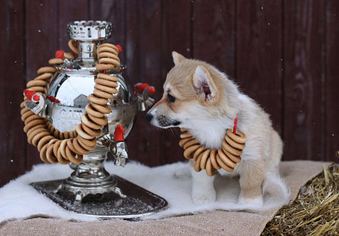 Шикарная Леди Вельш Корги Пемброк