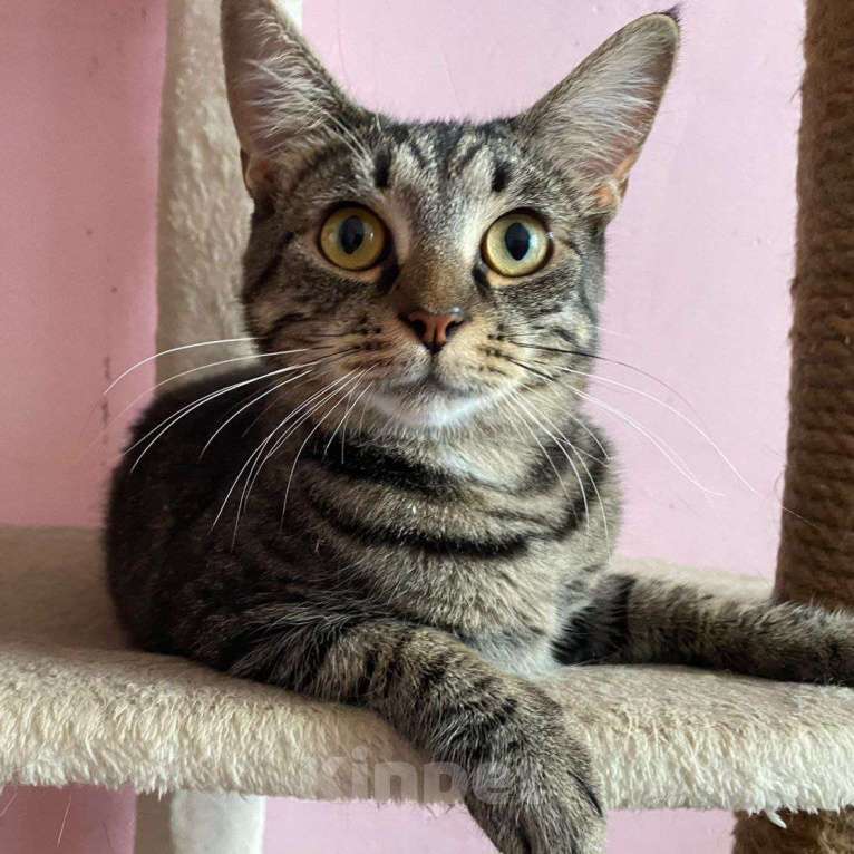 Кошки в Москве: По кошечке Алиске ни одного звоночка 💔 Девочка, Бесплатно - фото 2