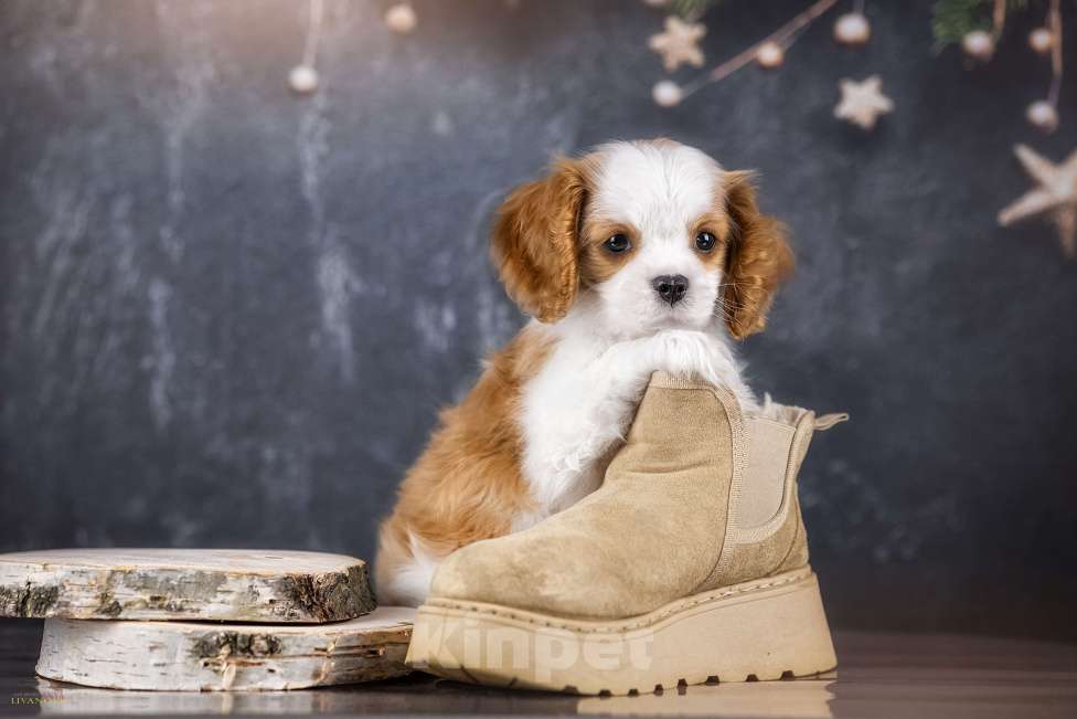 Собаки в Ярославле: Ласковый мальчишка Мальчик, 60 000 руб. - фото 1