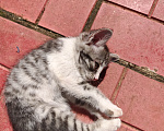 Кошки в Лобне: Котёнок в добрые руки Девочка, Бесплатно - фото 4