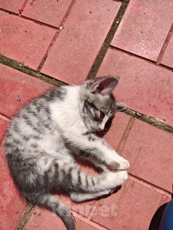 Кошки в Лобне: Котёнок в добрые руки Девочка, Бесплатно - фото 4