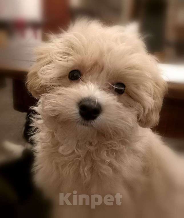 Собаки в других городах Свердловской области: мальтипу F1 мини, кремовый мальчик   Мальчик, 70 000 руб. - фото 1