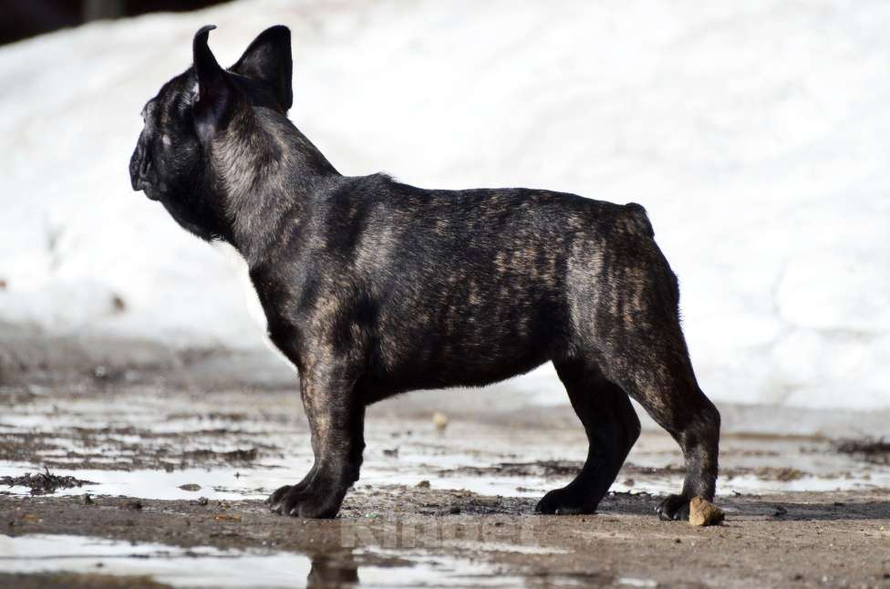 Собаки в Старом Купавне: Юная красотка Девочка, 50 000 руб. - фото 10