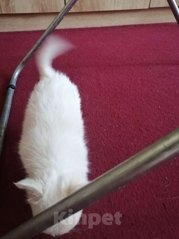 Собаки в Москве: Девочка крем длинношерстная  Девочка, 40 руб. - фото 8