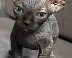 Кошки в Ростове-на-Дону: Эльф котята Девочка, 20 000 руб. - фото 3