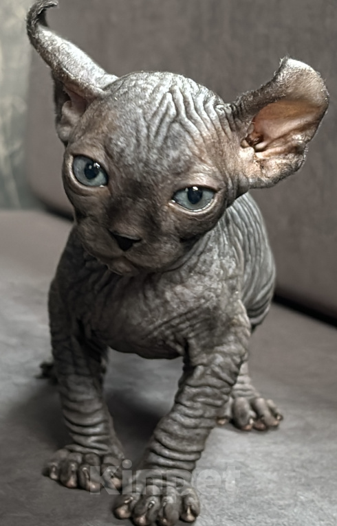 Кошки в Ростове-на-Дону: Эльф котята Девочка, 20 000 руб. - фото 3