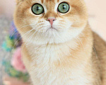 Кошки в Владивостоке: Британский котёнок. Шиншилла Мальчик, 80 000 руб. - фото 5