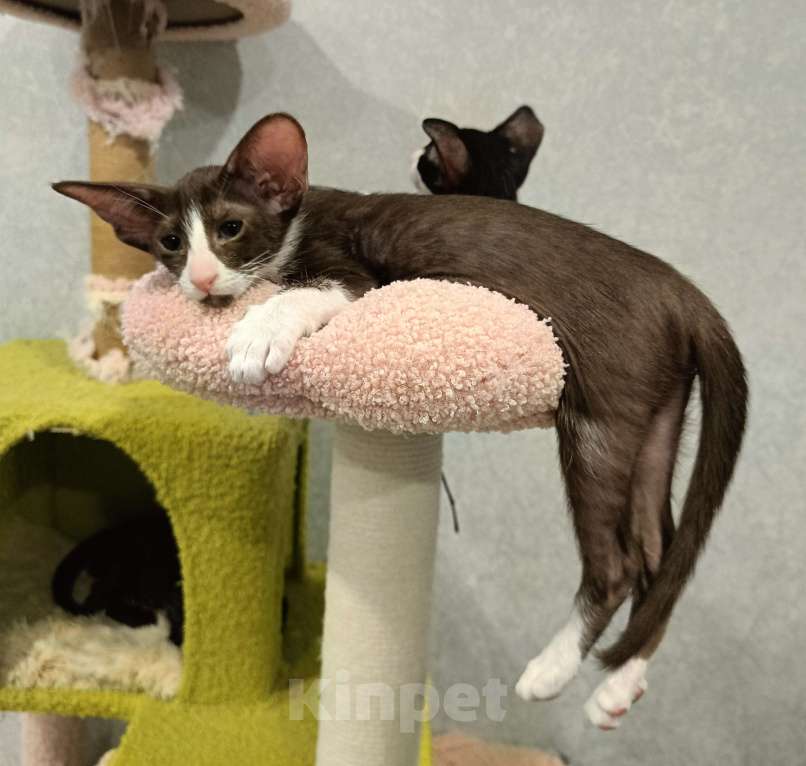 Кошки в Подольске: Ориентальная девочка Девочка, 50 000 руб. - фото 1