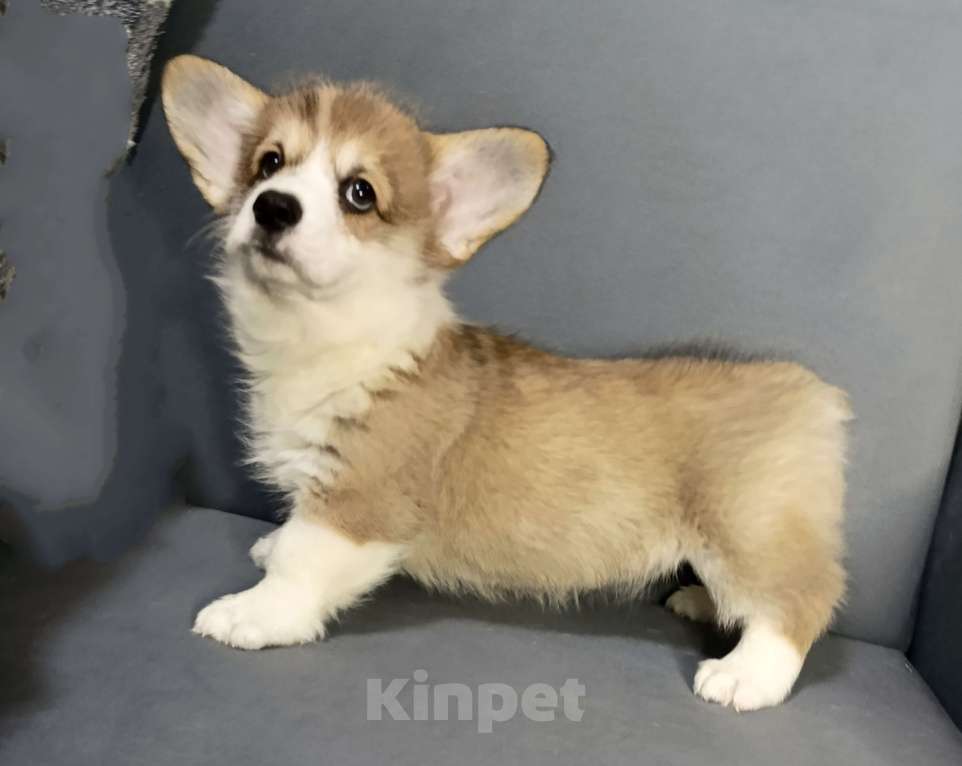 Собаки в Краснодаре: Кашпировский Мальчик, 50 000 руб. - фото 1