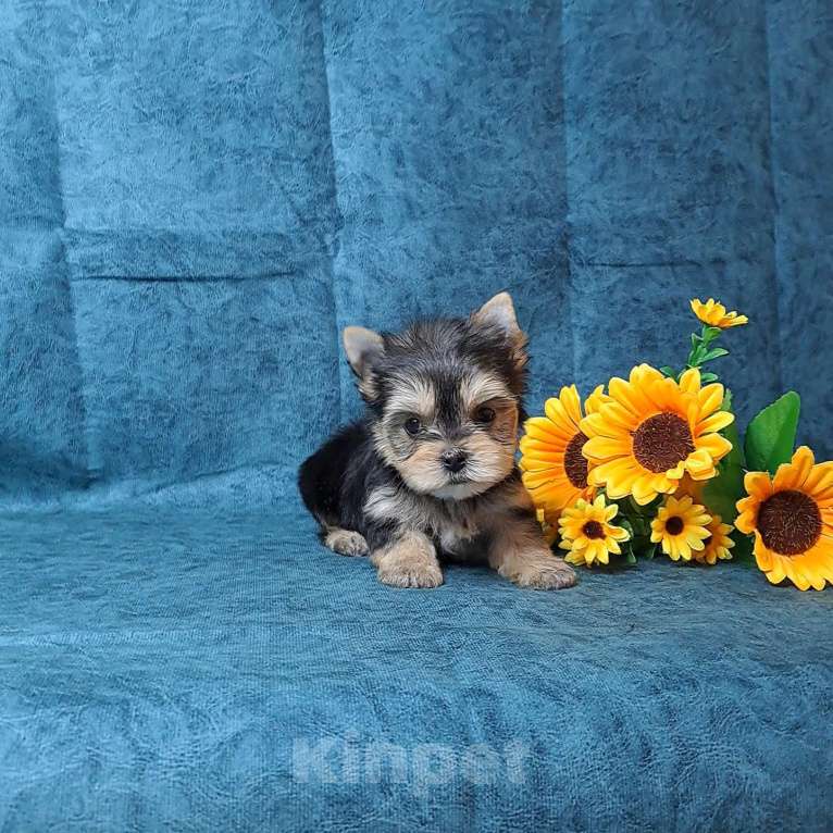 Собаки в Санкт-Петербурге: Йоркширский терьер мини мальчик Мальчик, 65 000 руб. - фото 4
