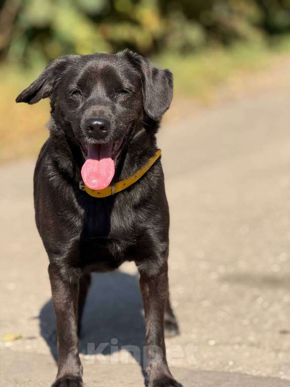 Собаки в Москве: Щенок Марио Мальчик, Бесплатно - фото 5