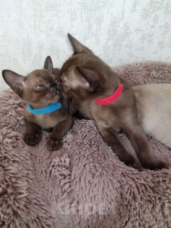 Кошки в Ковровом: Флер ле лилу Вербочка Девочка, 35 000 руб. - фото 4